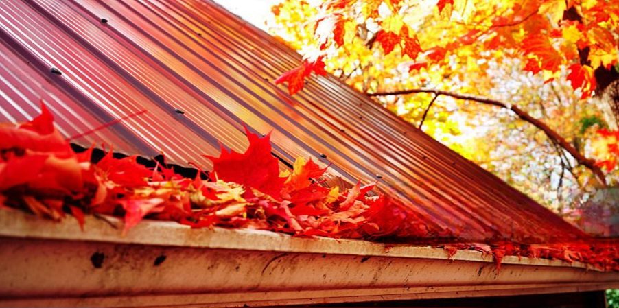 Red leaves in a gutter on a metal roof.