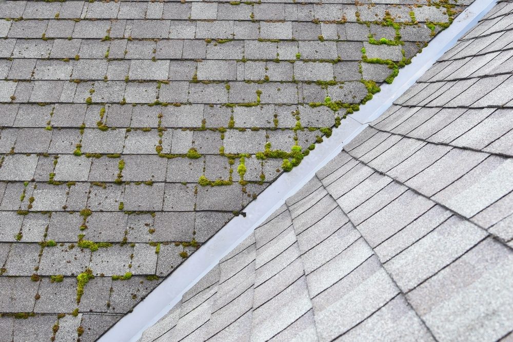 Closeup of moss covered roof shingles.