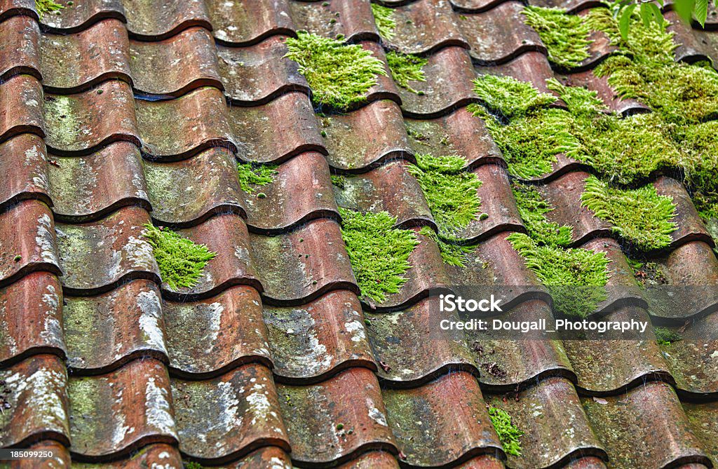 Moss growing on red tile roof.