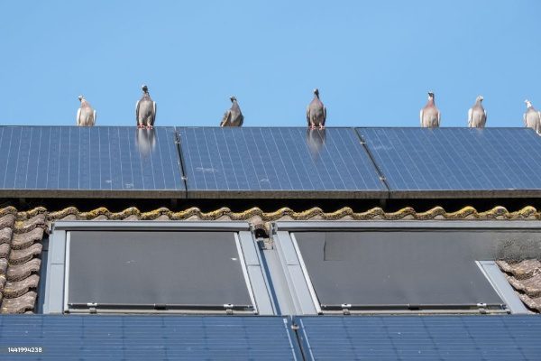 Solar panels with pigeons perched on top.