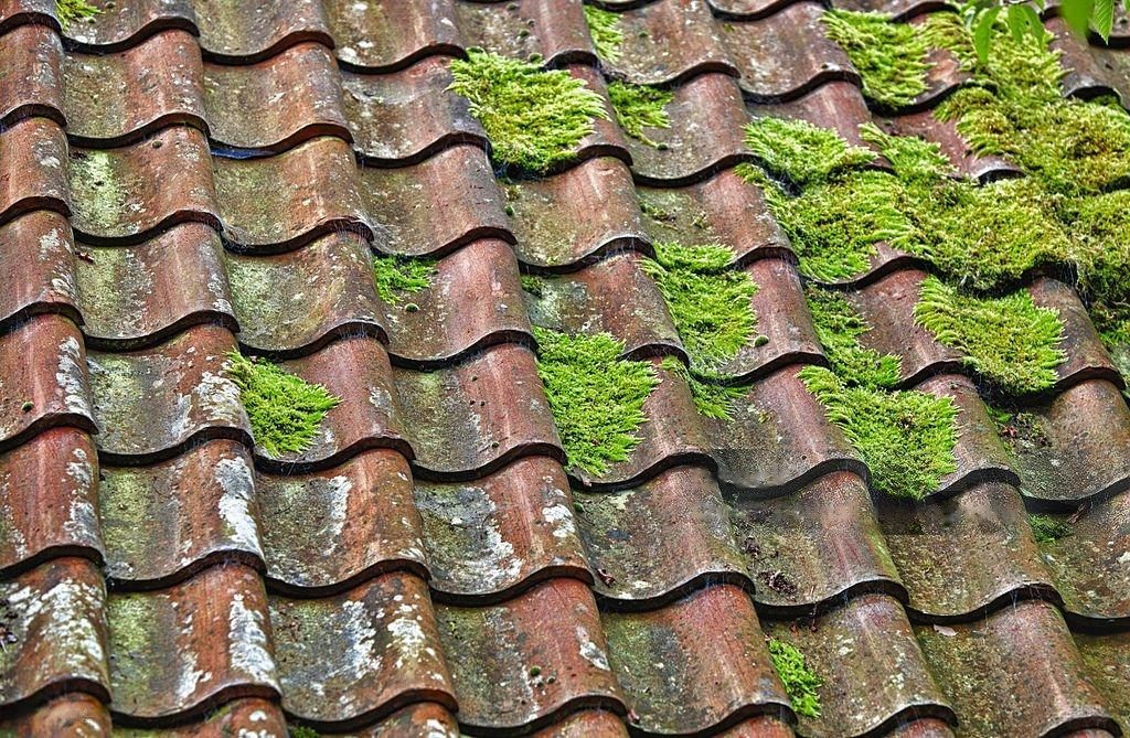 Moss growing on red tile roof.