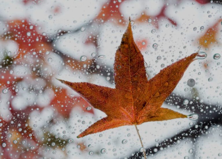 Read more about the article Roof Cleaning during Fall Season in Rancho Santa Margarita