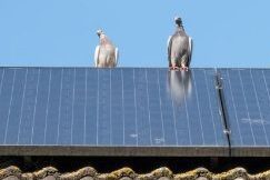 Pigeons on a solar panel roof.